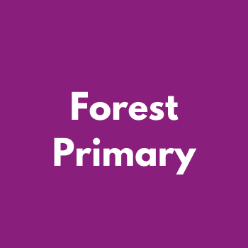 Forest Primary