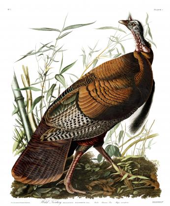 Wild Turkey