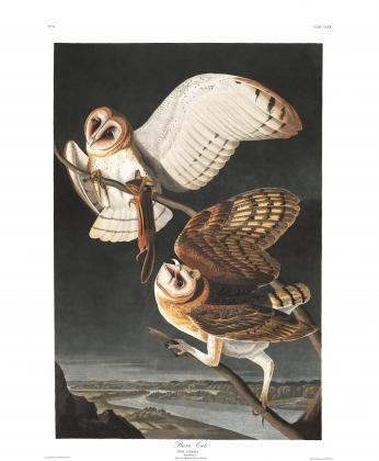 Barn Owl