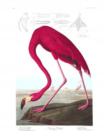 Flamingo