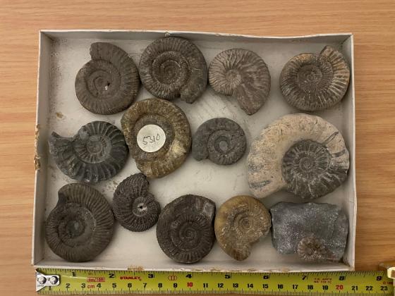 Ammonite fossils, collected in waters around the British Isles