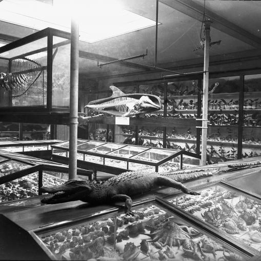 Natural history exhibits in the Guille-Allès Museum